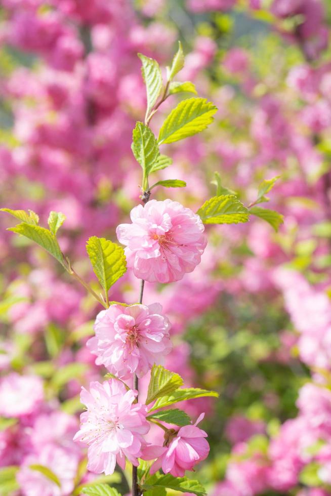 Makrofoto der Natur rosa sakura Blumen. foto