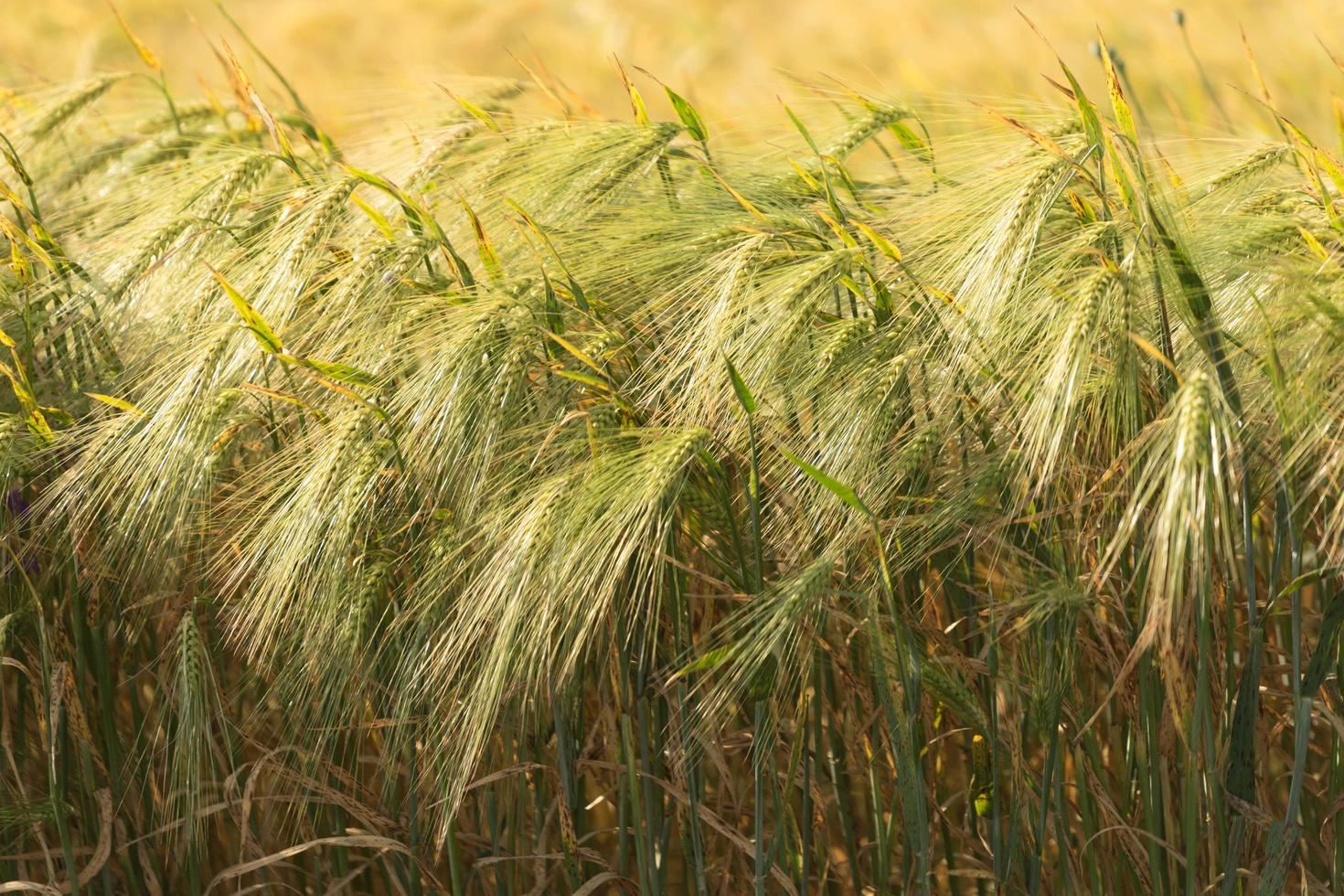 landwirtschaftliche Landschaft des goldenen reifen Weizenfeldes foto