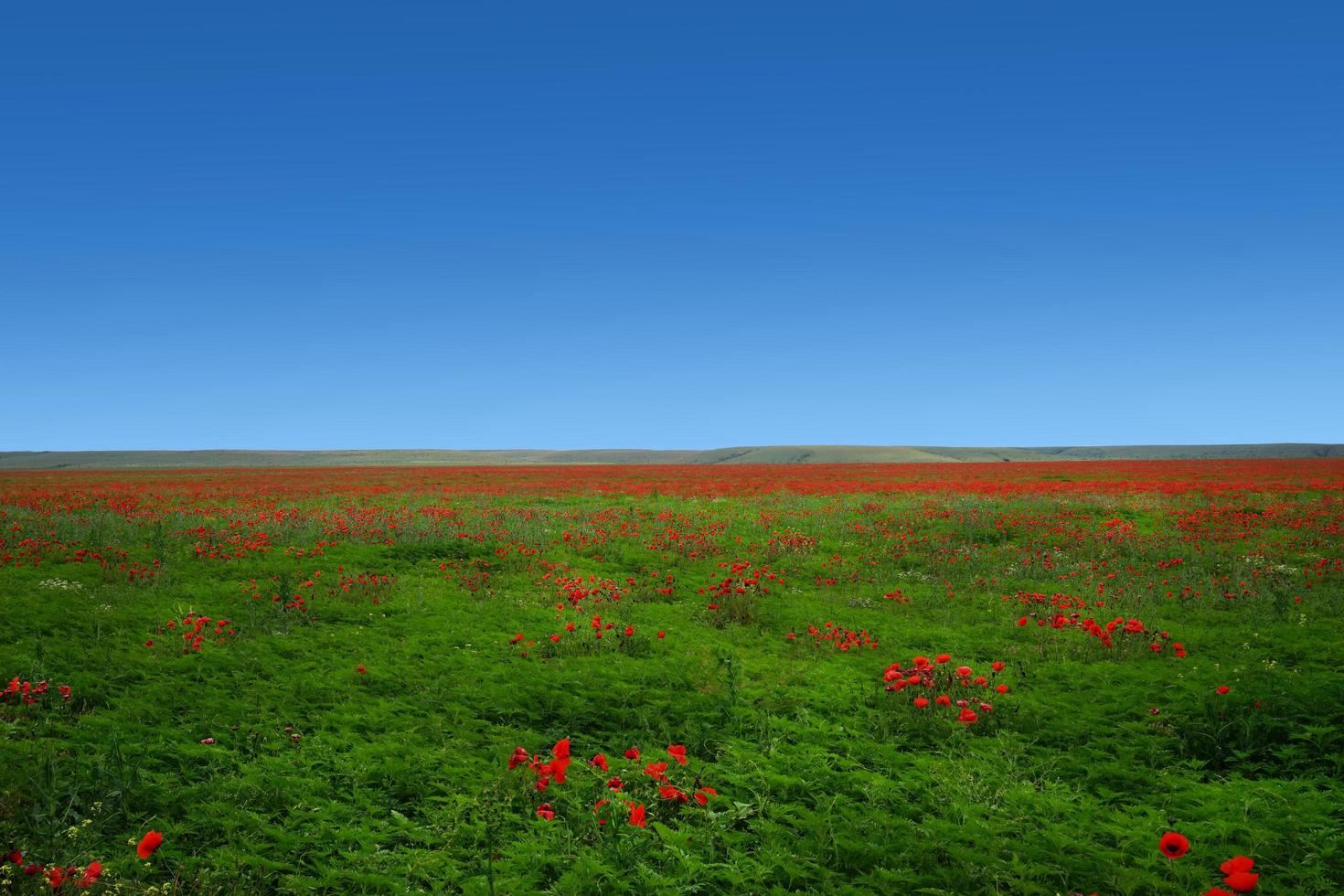 Naturlandschaft mit roten Mohnblumen auf einem Feld foto