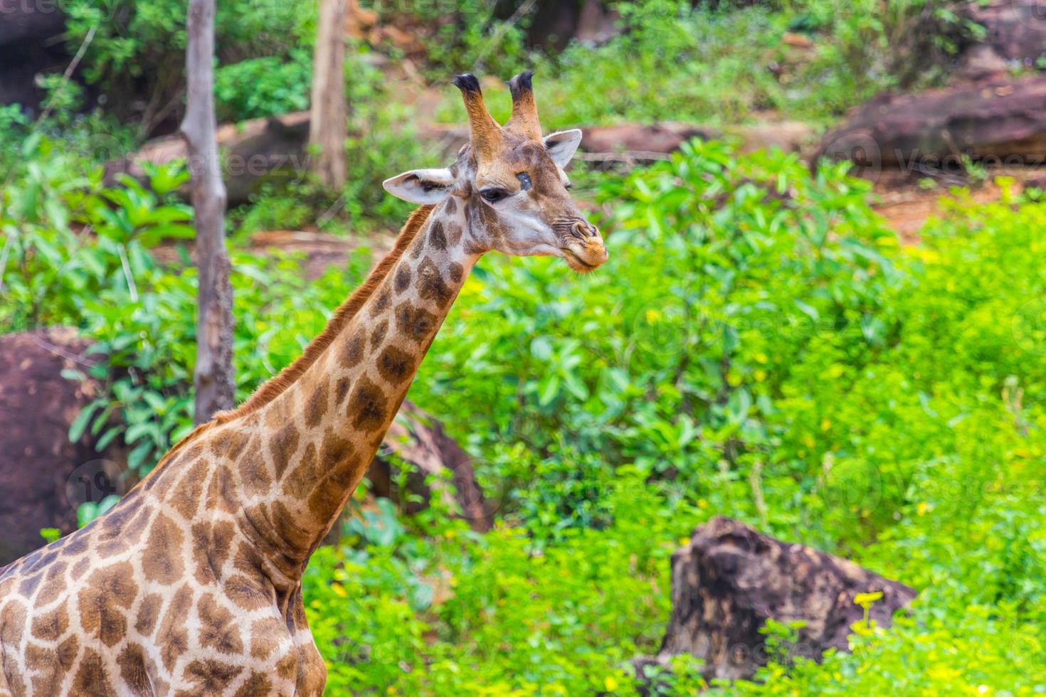 Gesicht Massai Giraffe foto