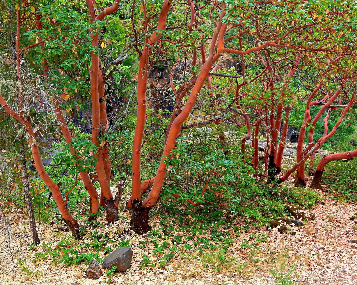 Madrone Bäume - Rogue River Canyon - Aussicht, oder foto