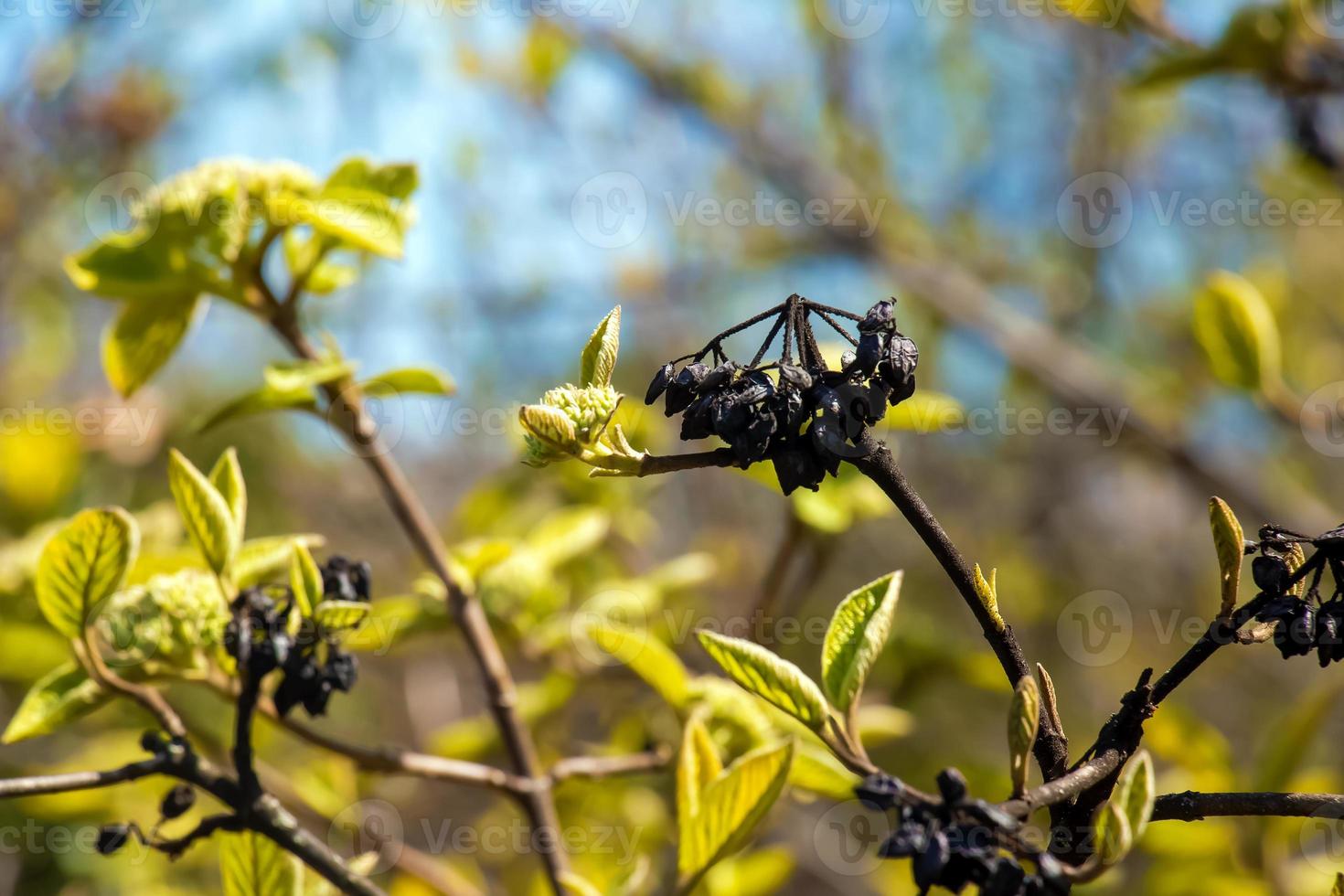 Viburnum Lantana Blume Knospen im früh Frühling. zuletzt Jahre Früchte auf das Geäst. Leben erobert Tod. foto