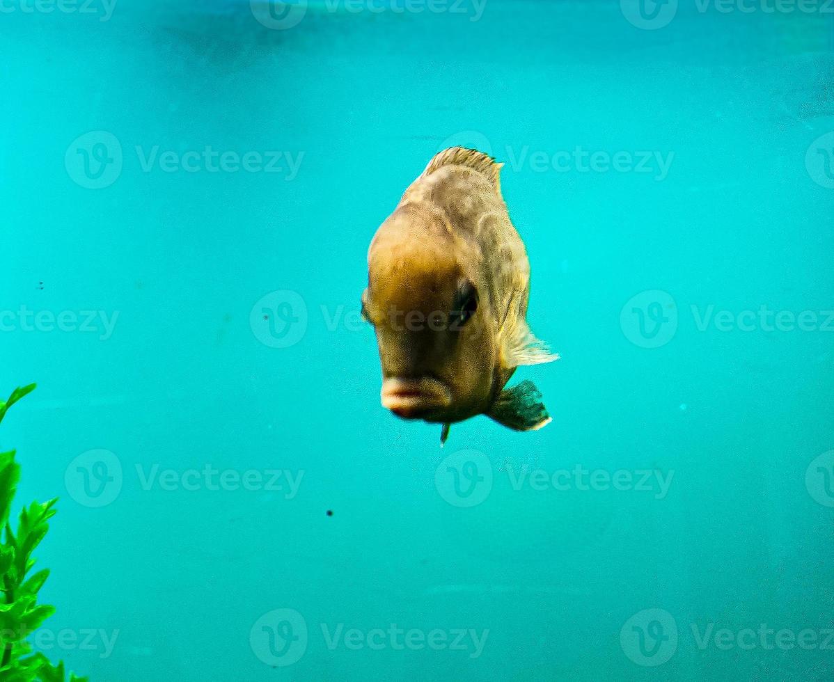 mehrfarbig hell Fisch schwimmen im das Aquarium. Aquarium mit klein Haustiere. foto