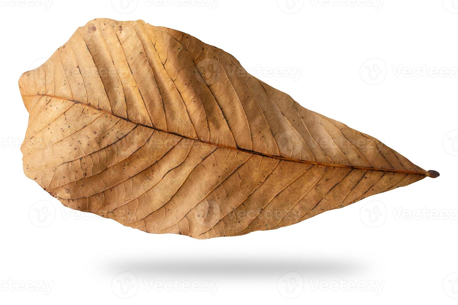 trocken Blatt tot im Winter isoliert auf Weiß Hintergrund. Ausschnitt Pfad foto