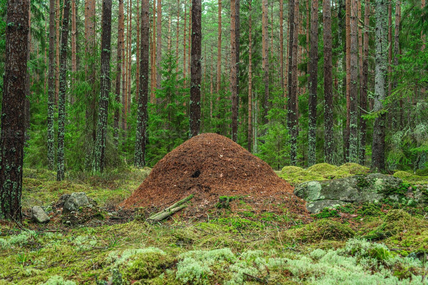 großer Ameisenhaufen in einem Wald foto