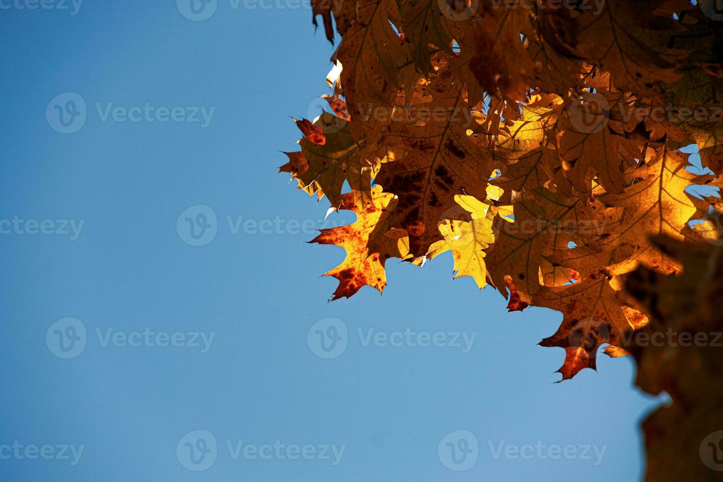 Hintergrund von braun Eiche Blätter gegen ein Blau Herbst wolkenlos Himmel foto