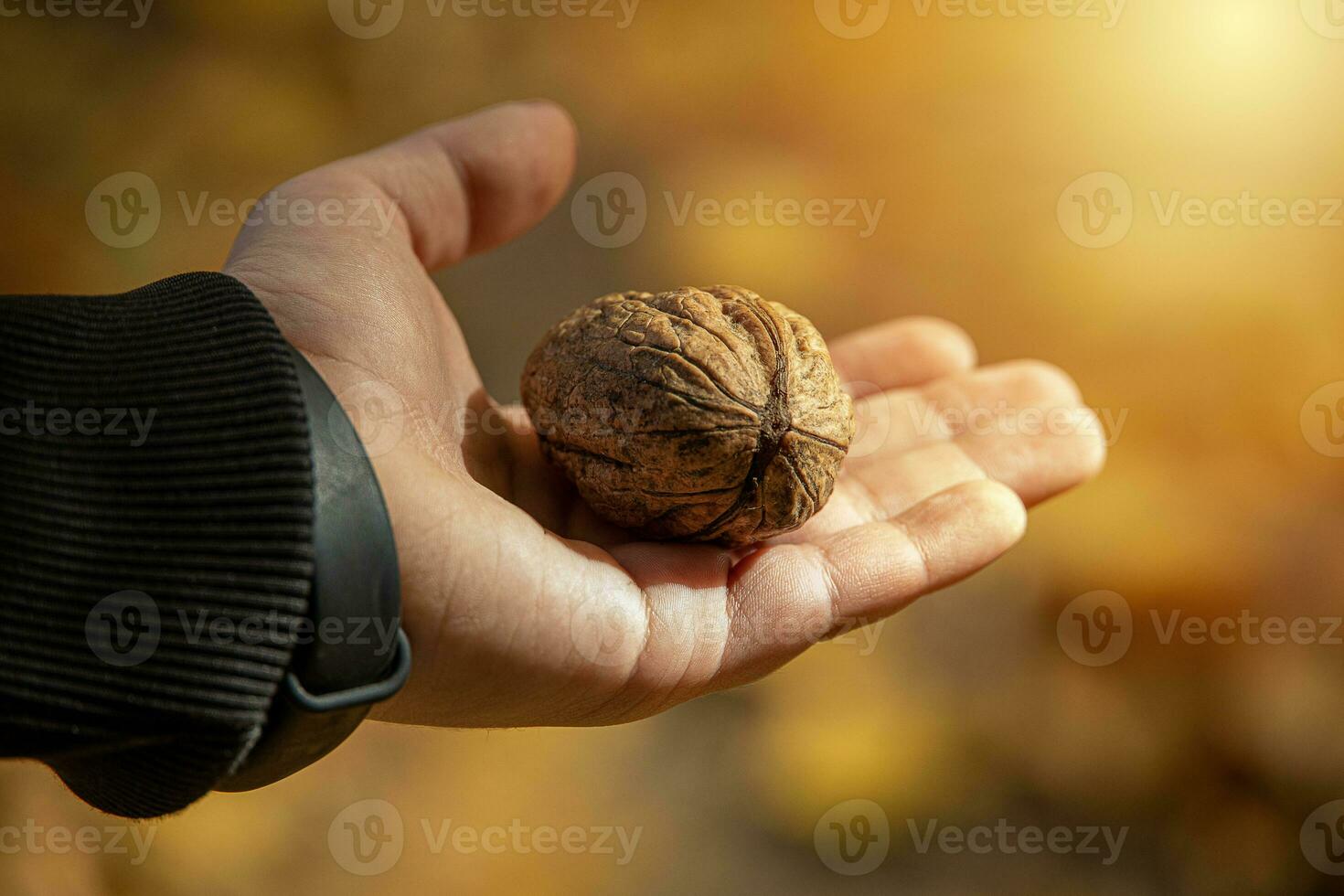 Herbst reif Nussbaum Lügen auf das Kinder Hand im ein warm Herbst Hintergrund auf ein Orange und Gold Hintergrund foto