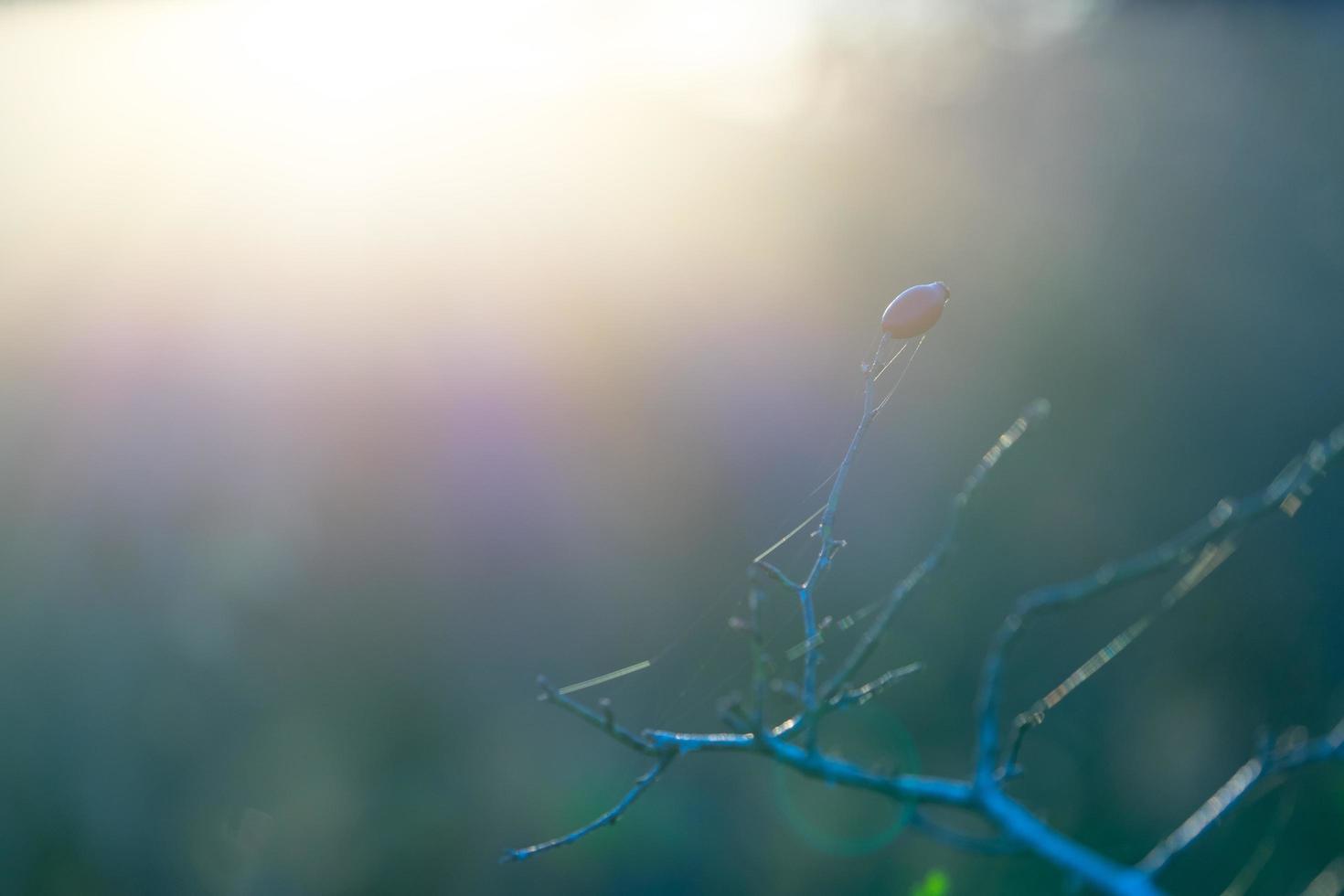 der Zweig der wilden Rose von hinten beleuchtet in weichem blaugrauem Hintergrund foto