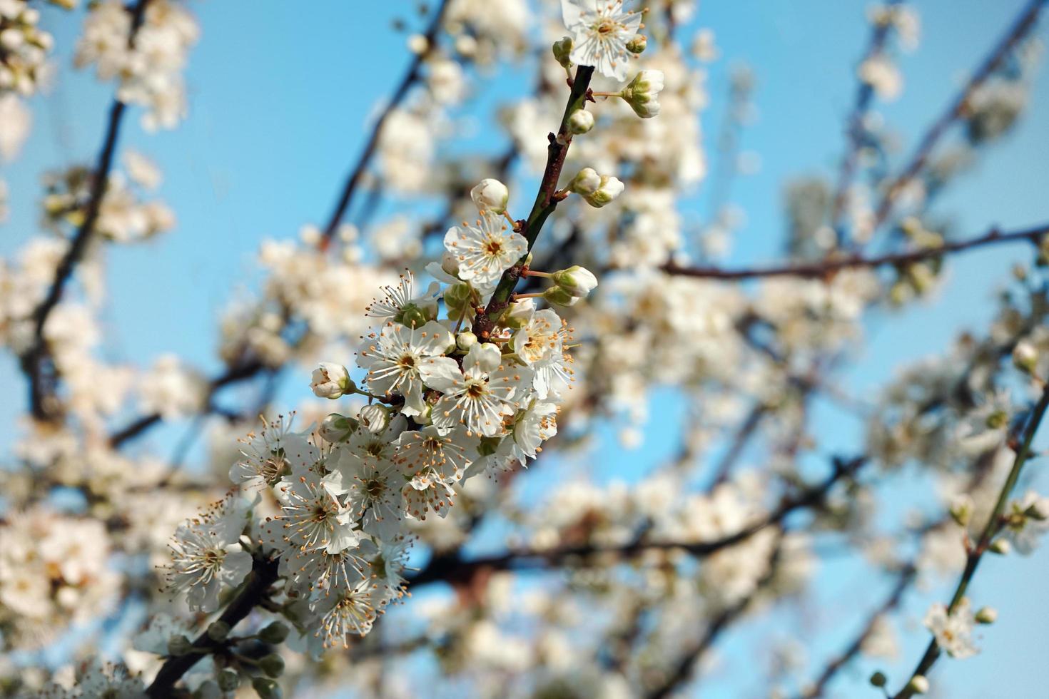 natürlicher Blumenhintergrund eines blühenden Obstbaumes. foto