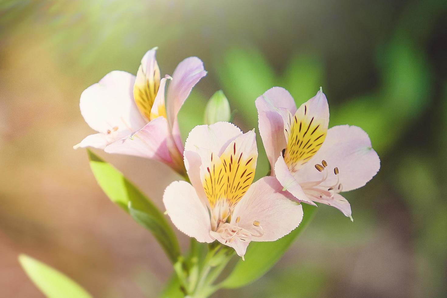 rosa Alstrameria blüht auf einem verschwommenen Hintergrund. foto