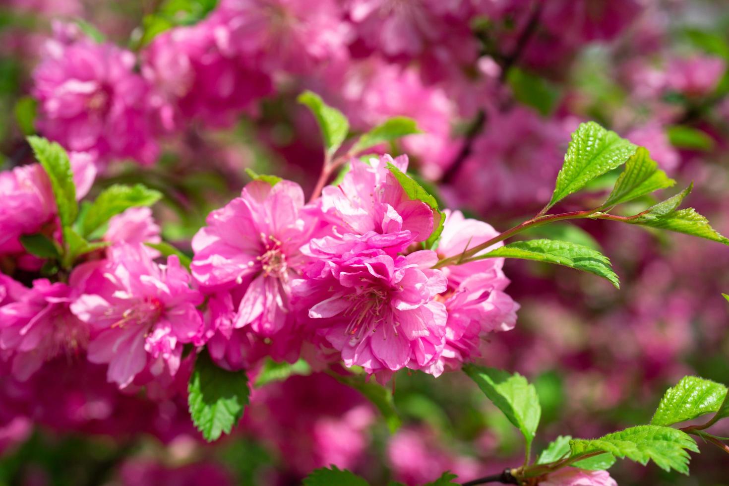 schöner blumiger rosa Hintergrund der Sakurablumen foto