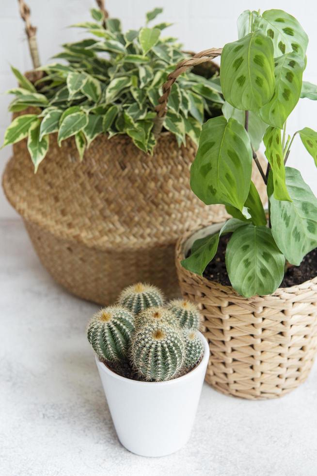 Ficus Benjamin in einem Strohkorb, Maranta Kerchoveana und Kaktus auf dem Tisch foto