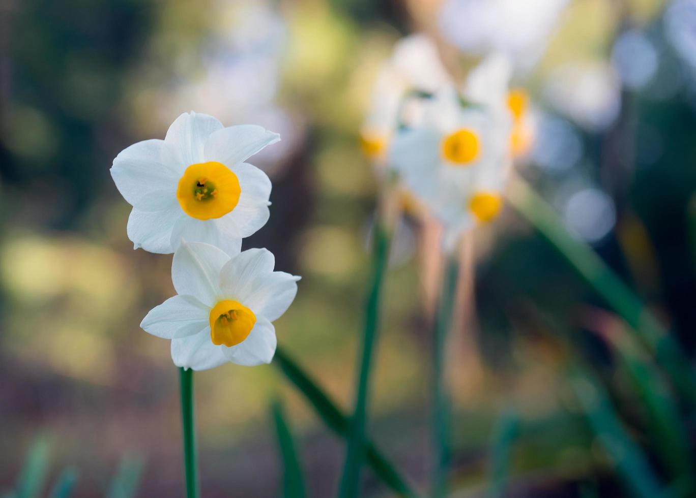 weiße Narzissenblüten auf einem unscharfen grünen Hintergrund foto