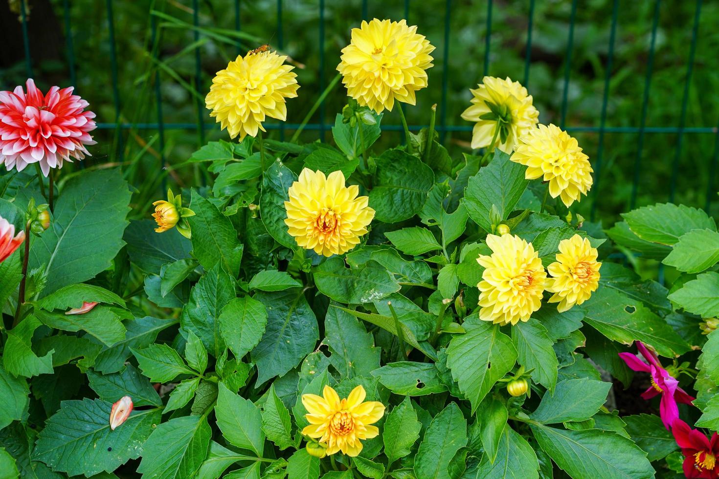 gelbe Blumen Dahlien in einem Blumenbeet im Garten foto