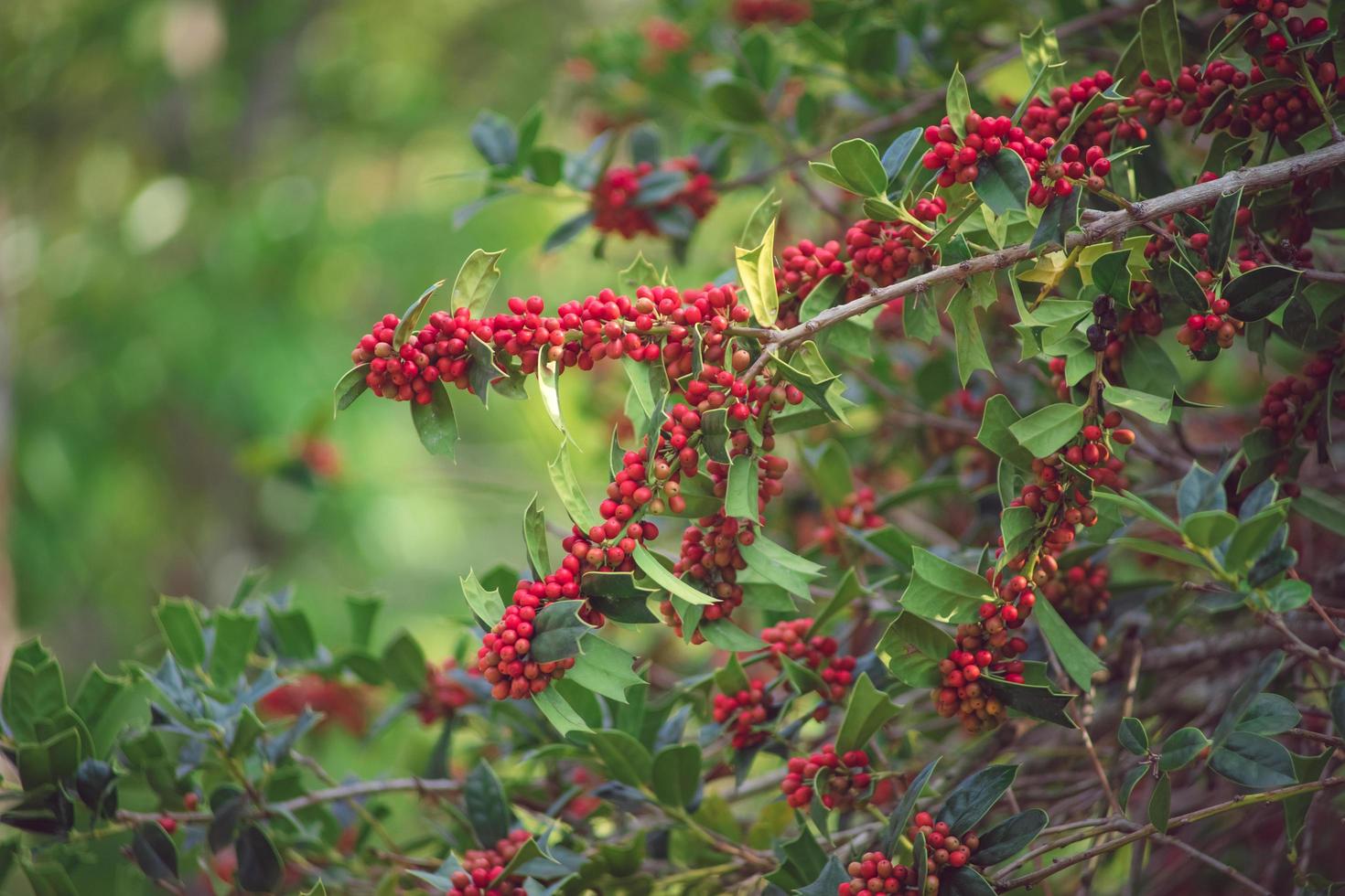 Pflanzenhintergrund von Zweigen und Beeren der Stechpalme. foto