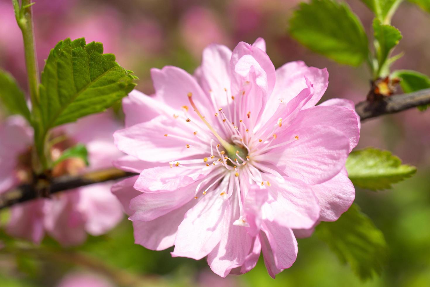 zarte rosa Kirschblumen auf einem unscharfen romantischen Hintergrund. foto