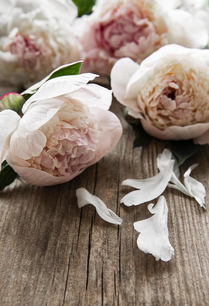 rosa Pfingstrosenblüten als Grenze foto