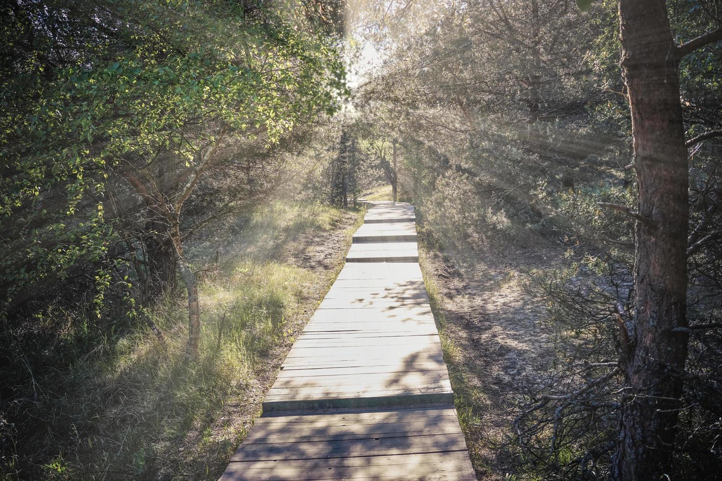 Holzfußweg im Wald in der Natur foto