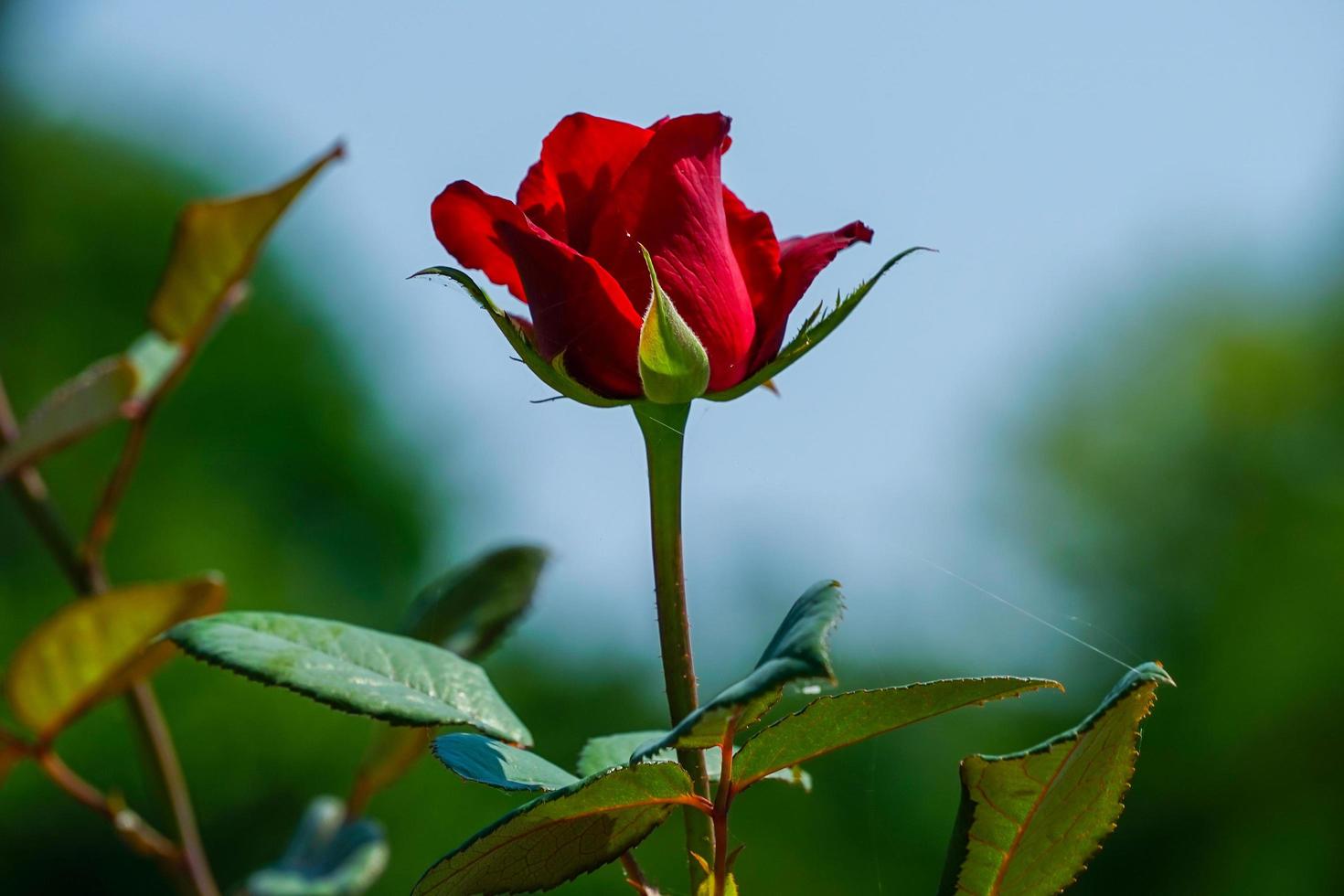 eine rote Rose gegen einen blauen Himmel. Schönheit der Natur foto