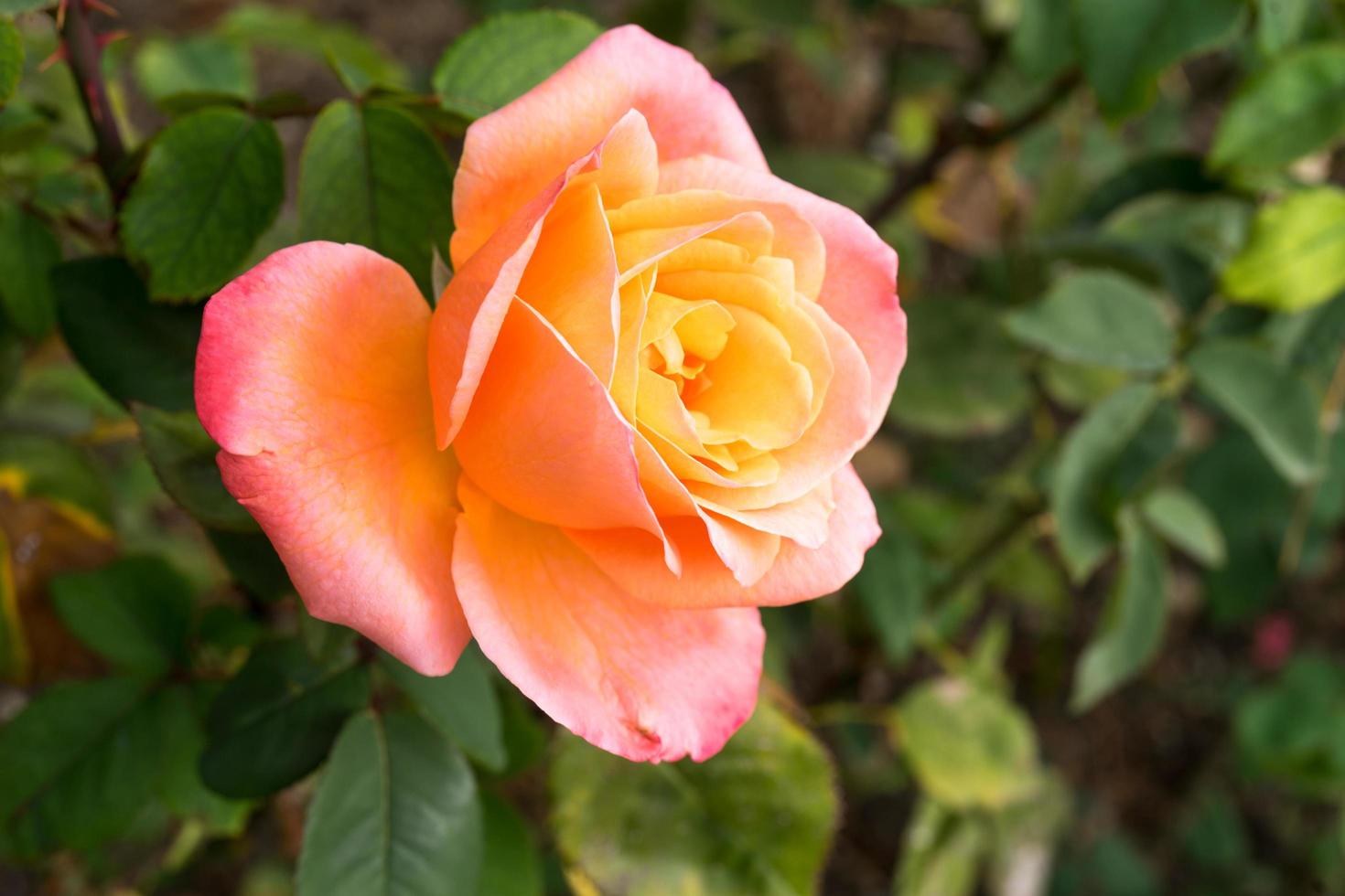 leuchtend gelb-orange Rose auf verschwommenem grünem Hintergrund mit Bokeh. foto