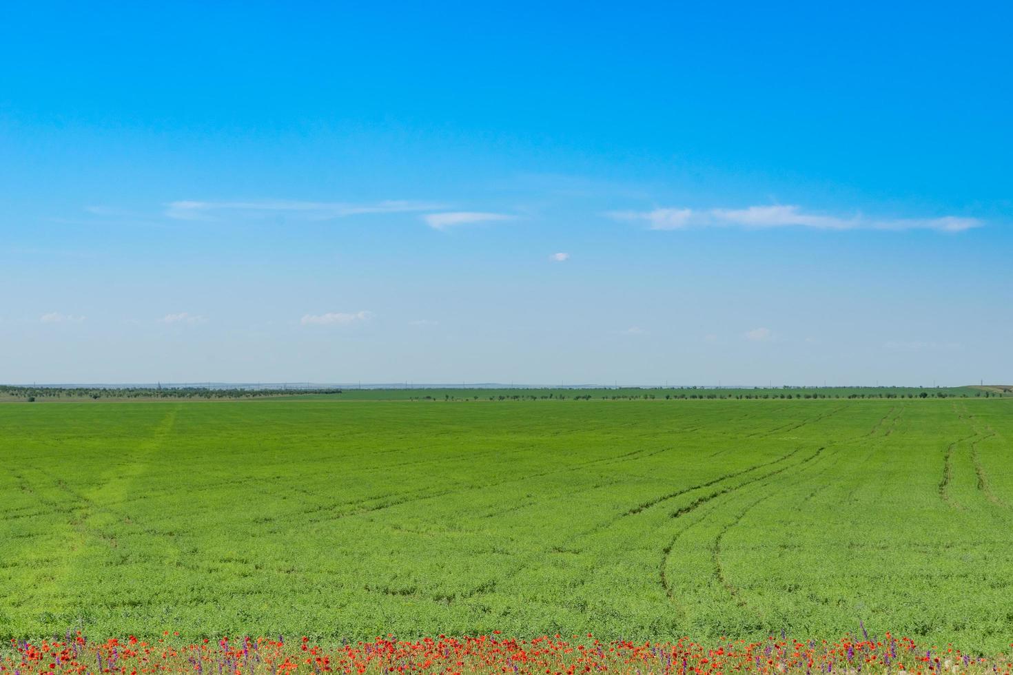 Naturlandschaft mit grüner Wiese, roten Mohnblumen am Rand und blauem Himmel. foto