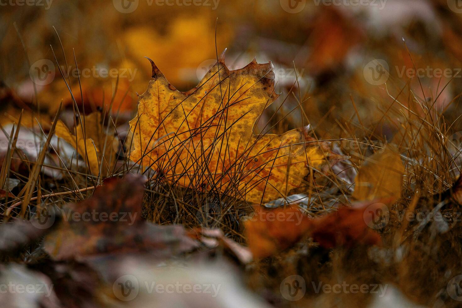 rot Herbst Ahorn Blätter Lügen unter Grün Gras im das Park im Nahansicht foto