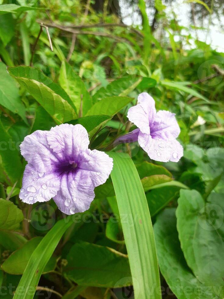 kencana ungu Lügner oder ruellia tuberosa oder pletekan ist ein Strauch Das hat ein Blau oder lila Farbe. foto