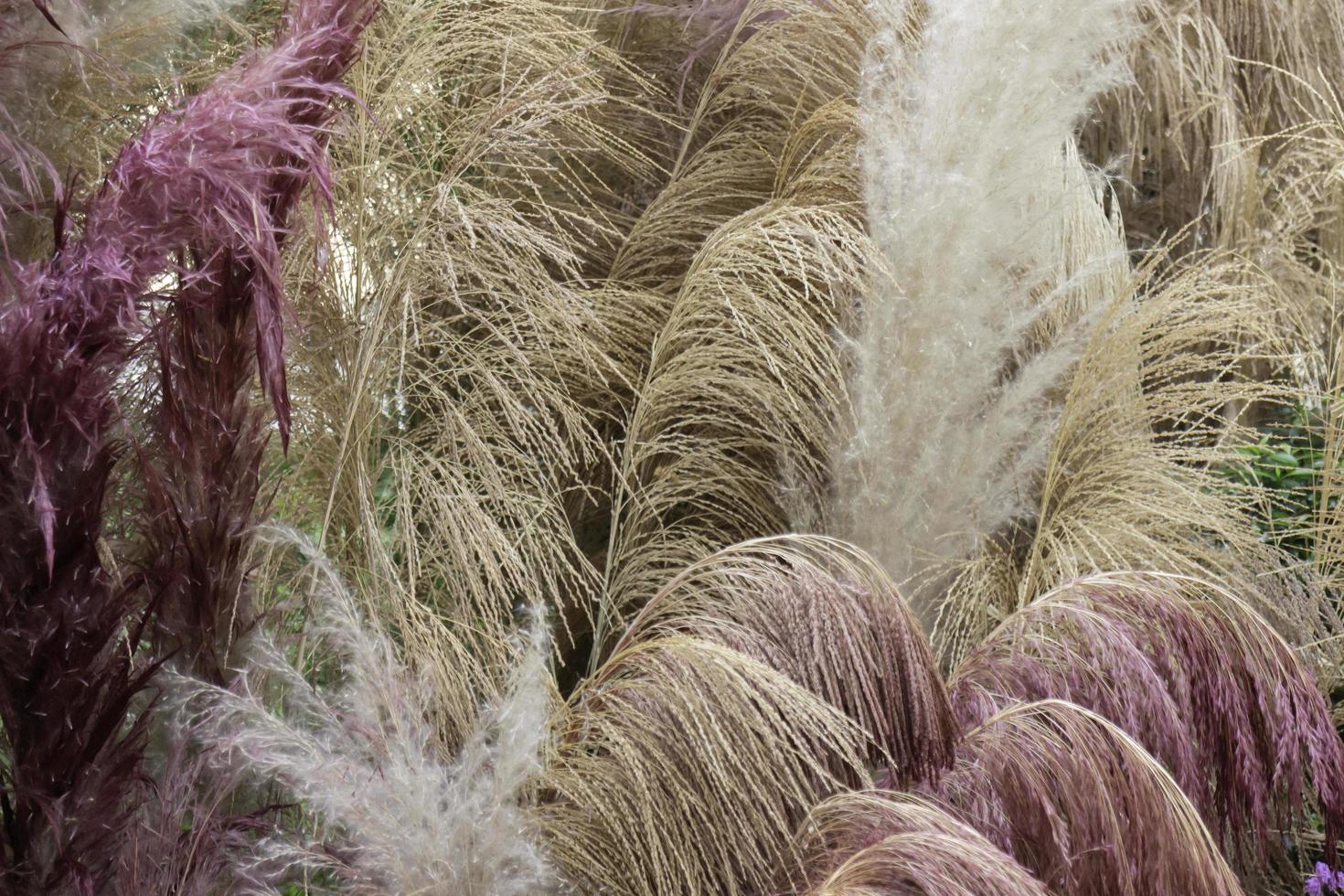 Nahaufnahme des bunten Pampasgrases foto