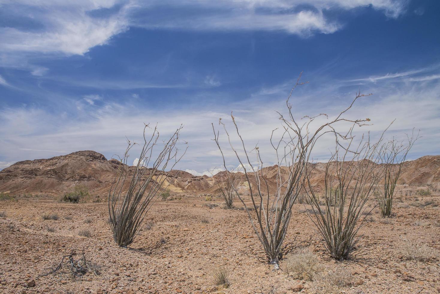 Flora der Baja California Wüste unter einem blauen bewölkten Himmel in Mexiko foto