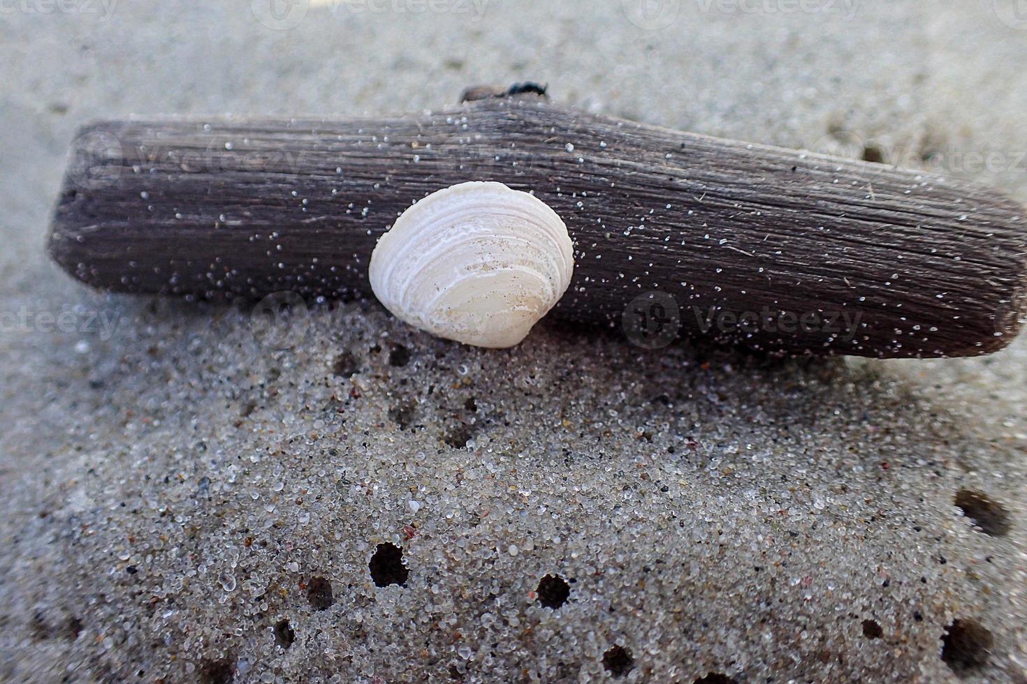 Weiß klein Schale auf ein Stück von Stock auf das Strand gegen das Hintergrund von Licht fein Sand foto