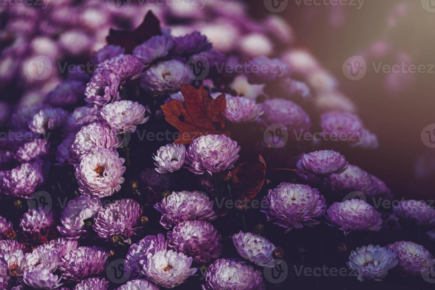 Herbst lila Chrysanthemen im ein warm Nachmittag Elefant mit ein Ahorn Blatt foto