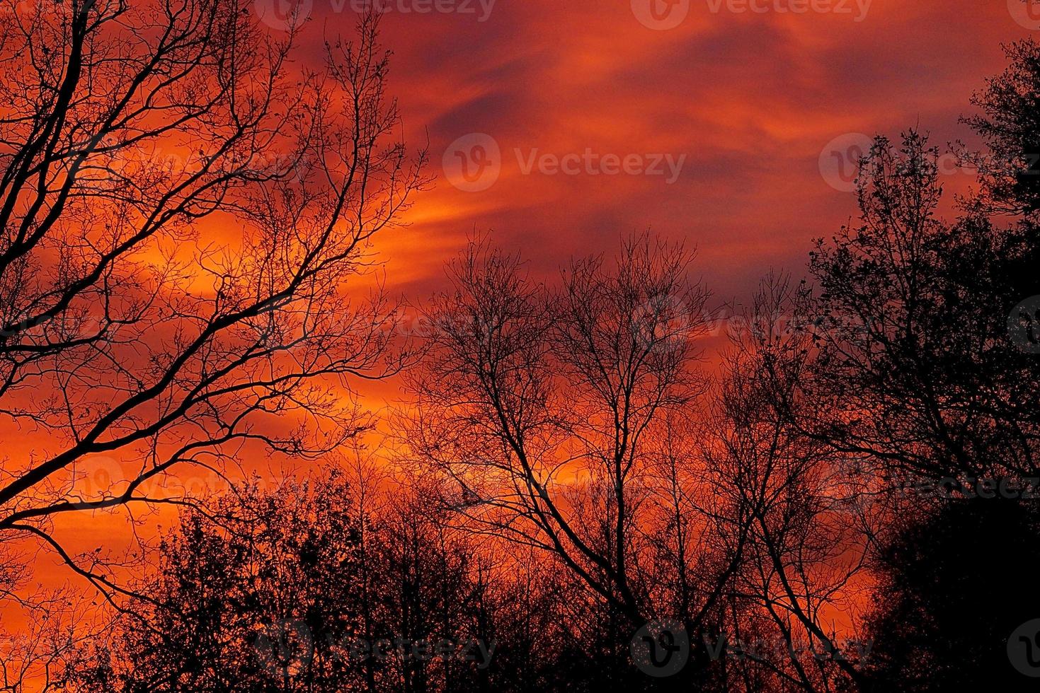 rot Herbst Himmel während Sonnenuntergang mit schwarz Formen von blattlos Bäume foto