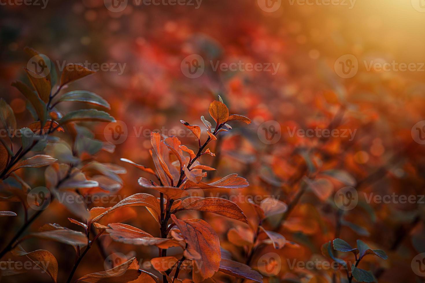 rot Herbst Blätter von das Busch im das warm Nachmittag Sonne im das Garten foto