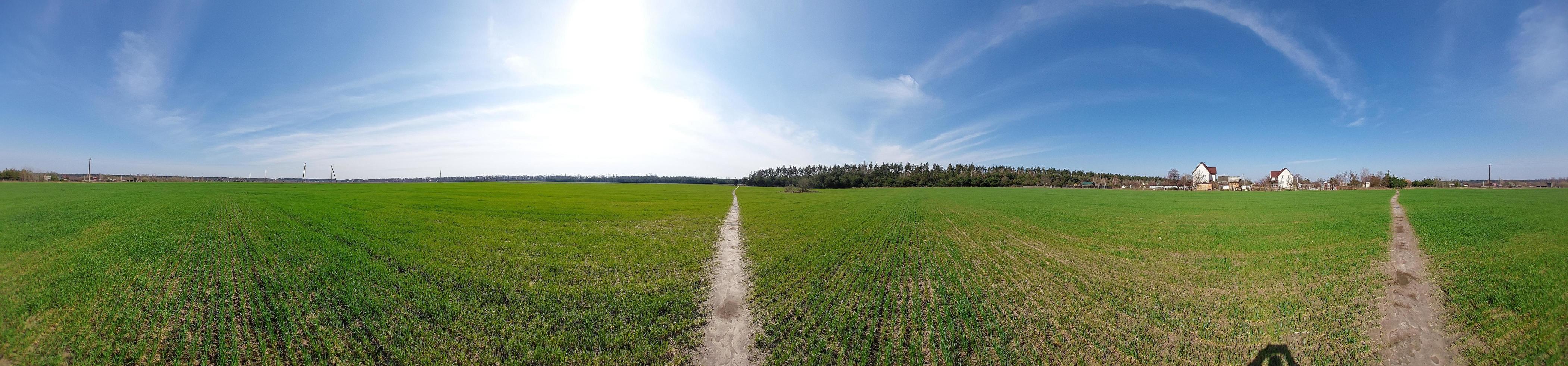 wachsen Grün Sämlinge auf das Feld foto