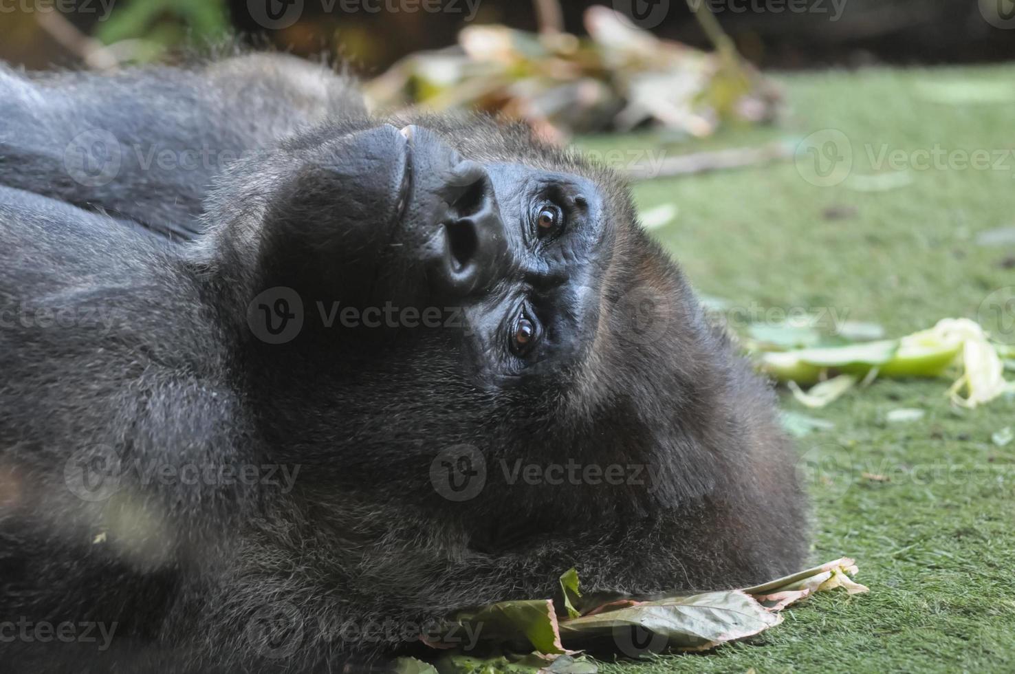 starker erwachsener schwarzer Gorilla foto