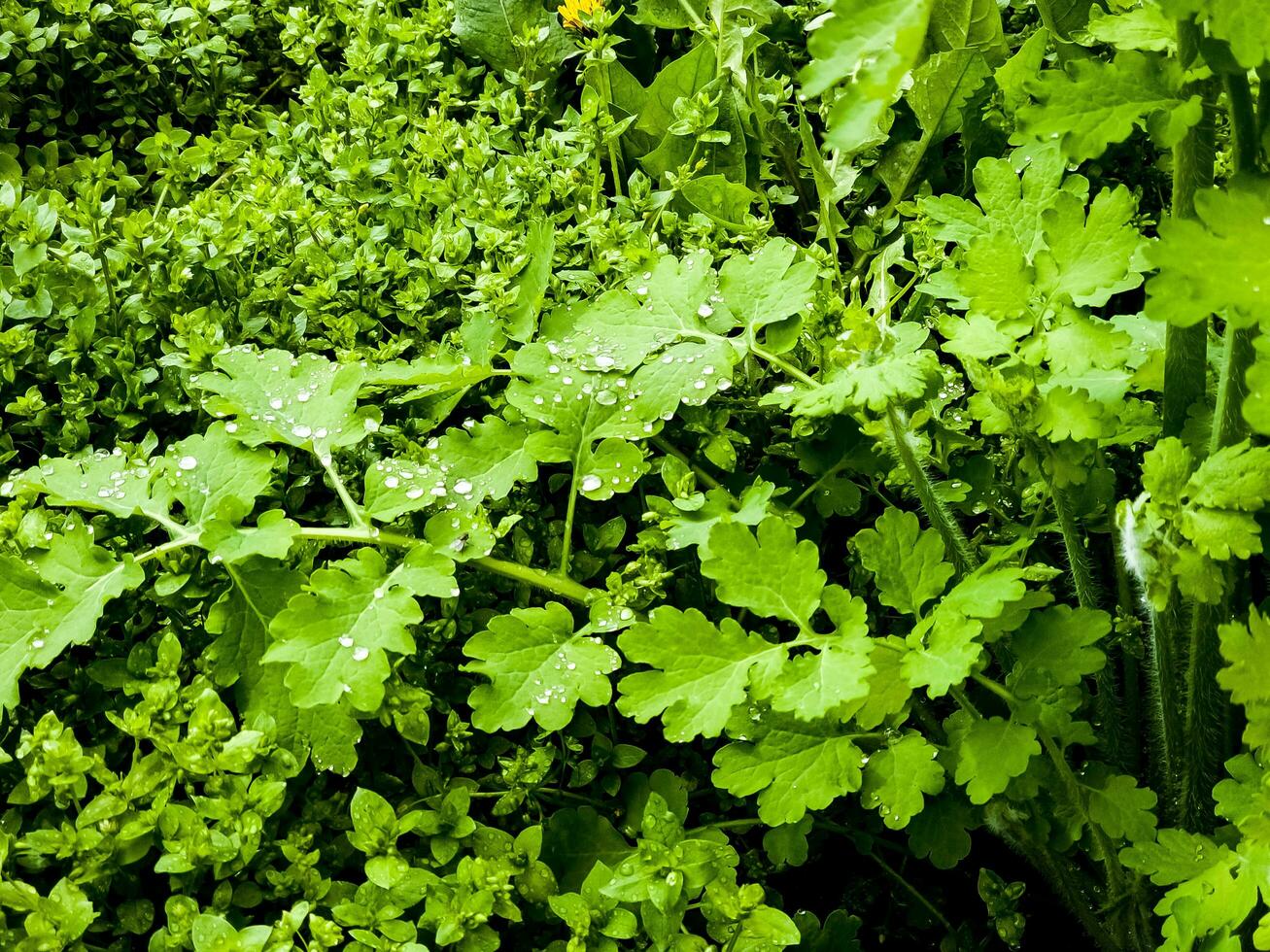 jung Grün Schöllkraut Knospen sind bedeckt mit Tau Tropfen im das Morgen. das Latein Name von das Pflanze ist Chelidonium l. das Konzept von traditionell Medizin. foto