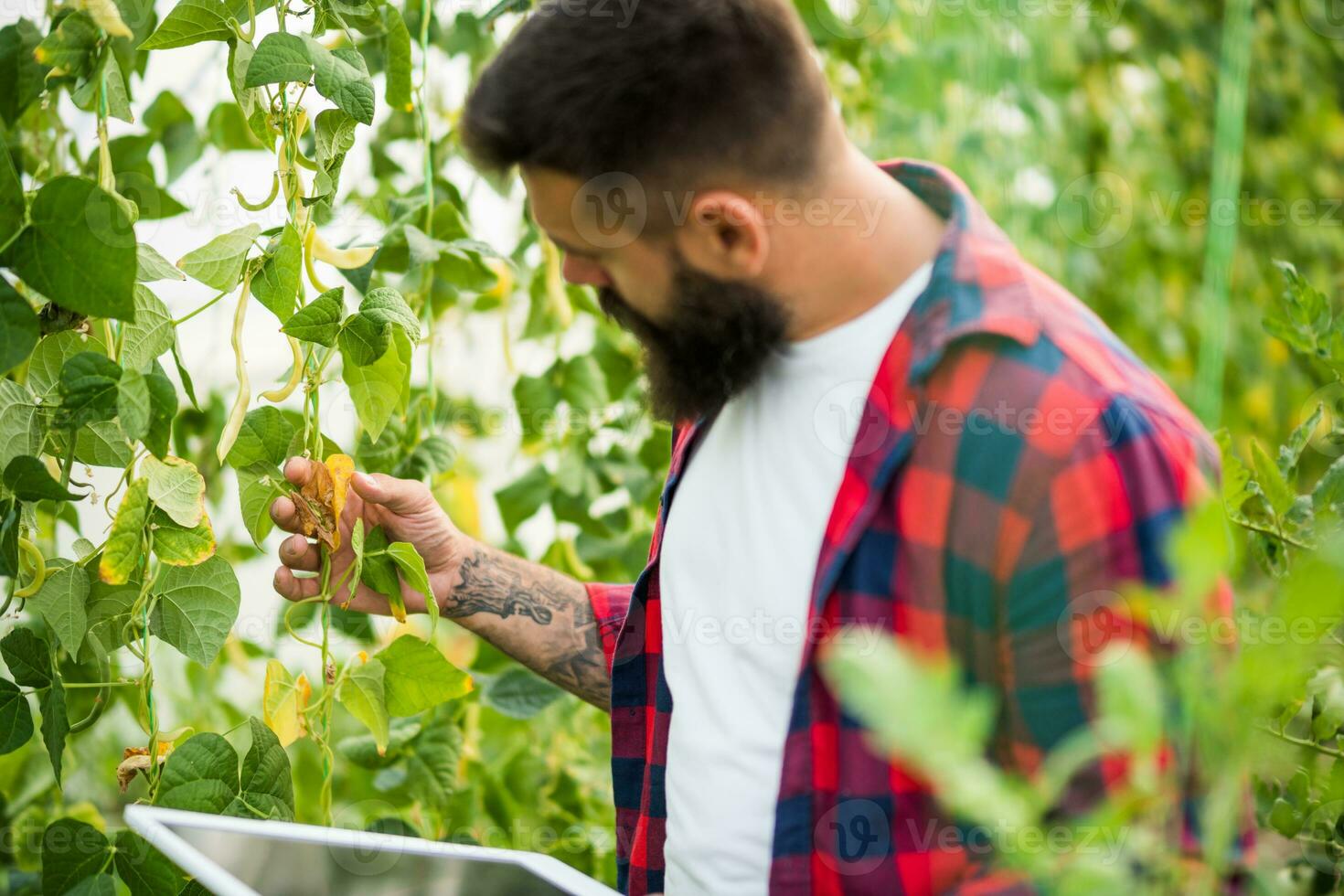 Farmer Prüfung trocken Blätter im Grün Bohnen organisch Gewächshaus. Garten am Boden zerstört durch Trockenheit. foto