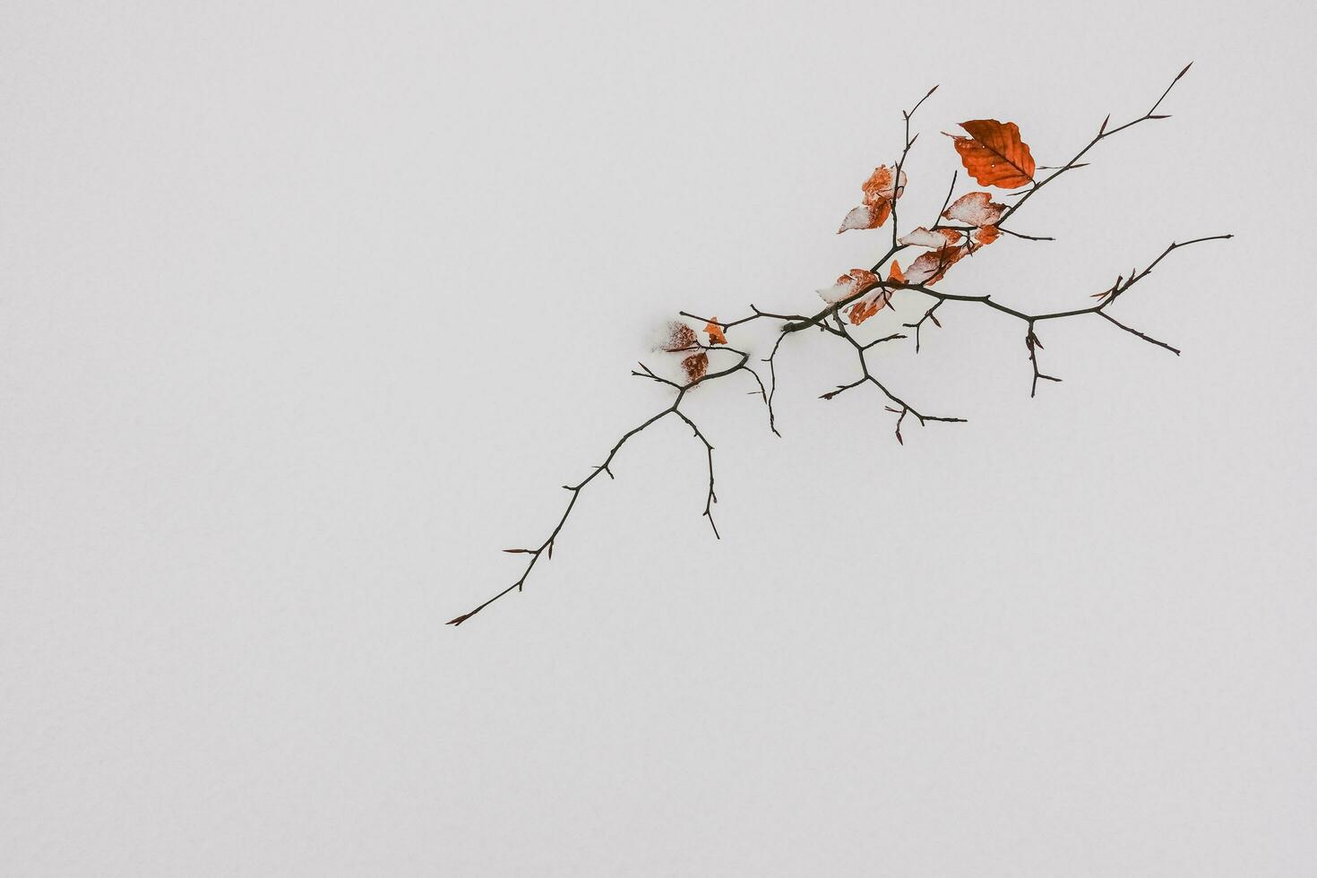 klein Strauch mit Blätter im Weiß Schnee im das Winter foto