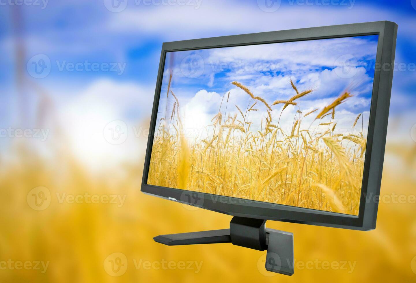 Monitor und Feld von Roggen foto