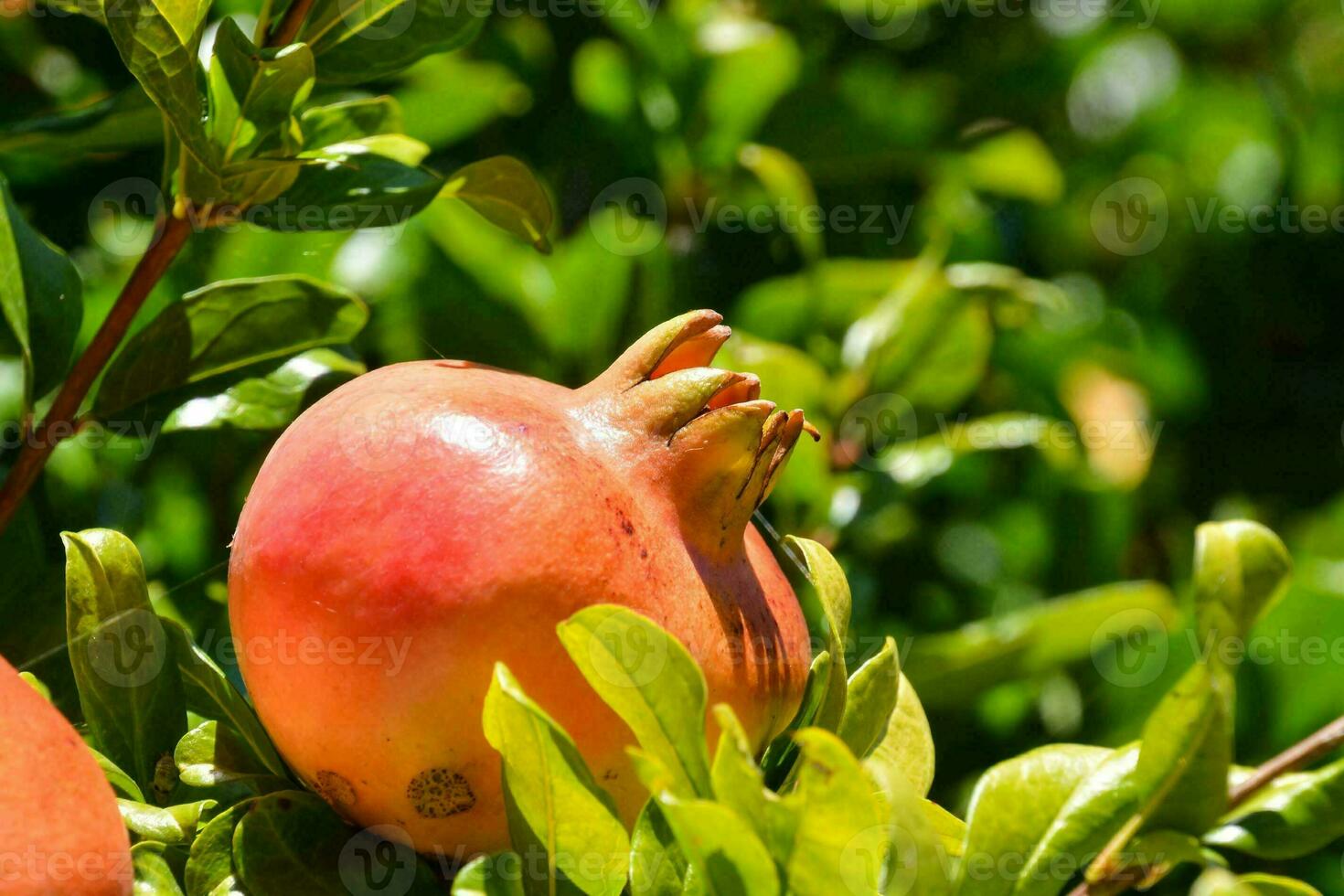 Granatapfel im Bäume foto