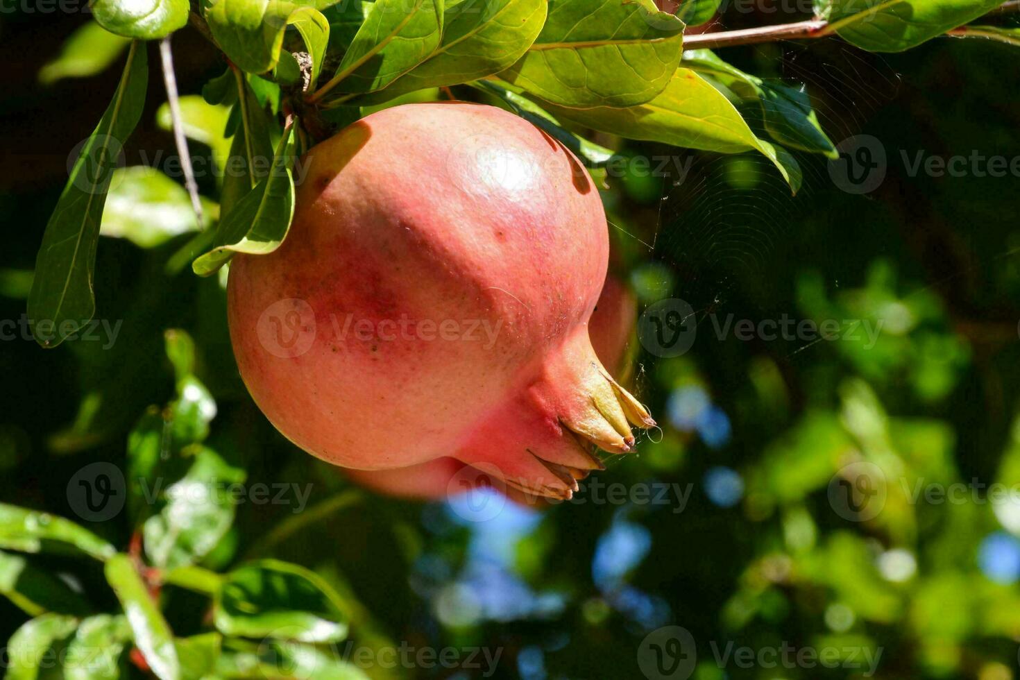 Granatapfel im Bäume foto