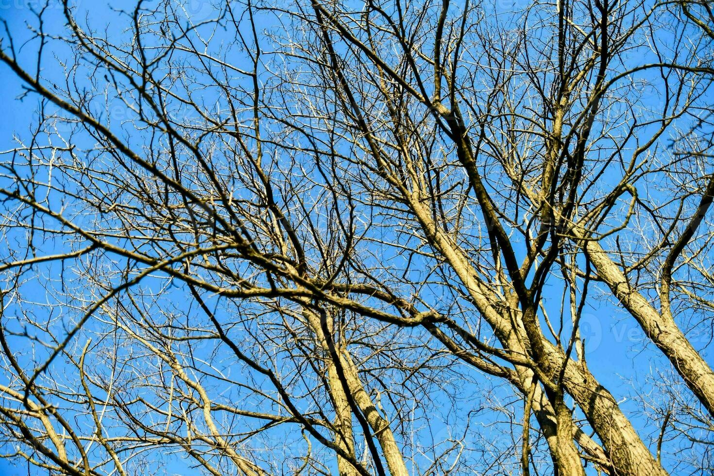 Bäume im Wald foto