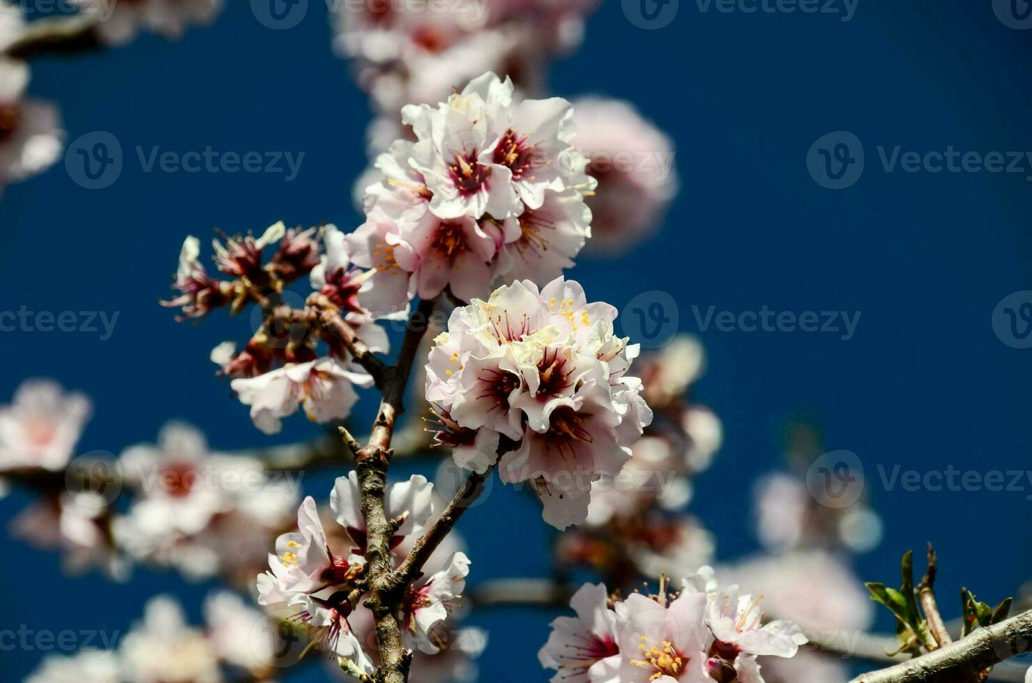 Nahaufnahme einer Blume foto