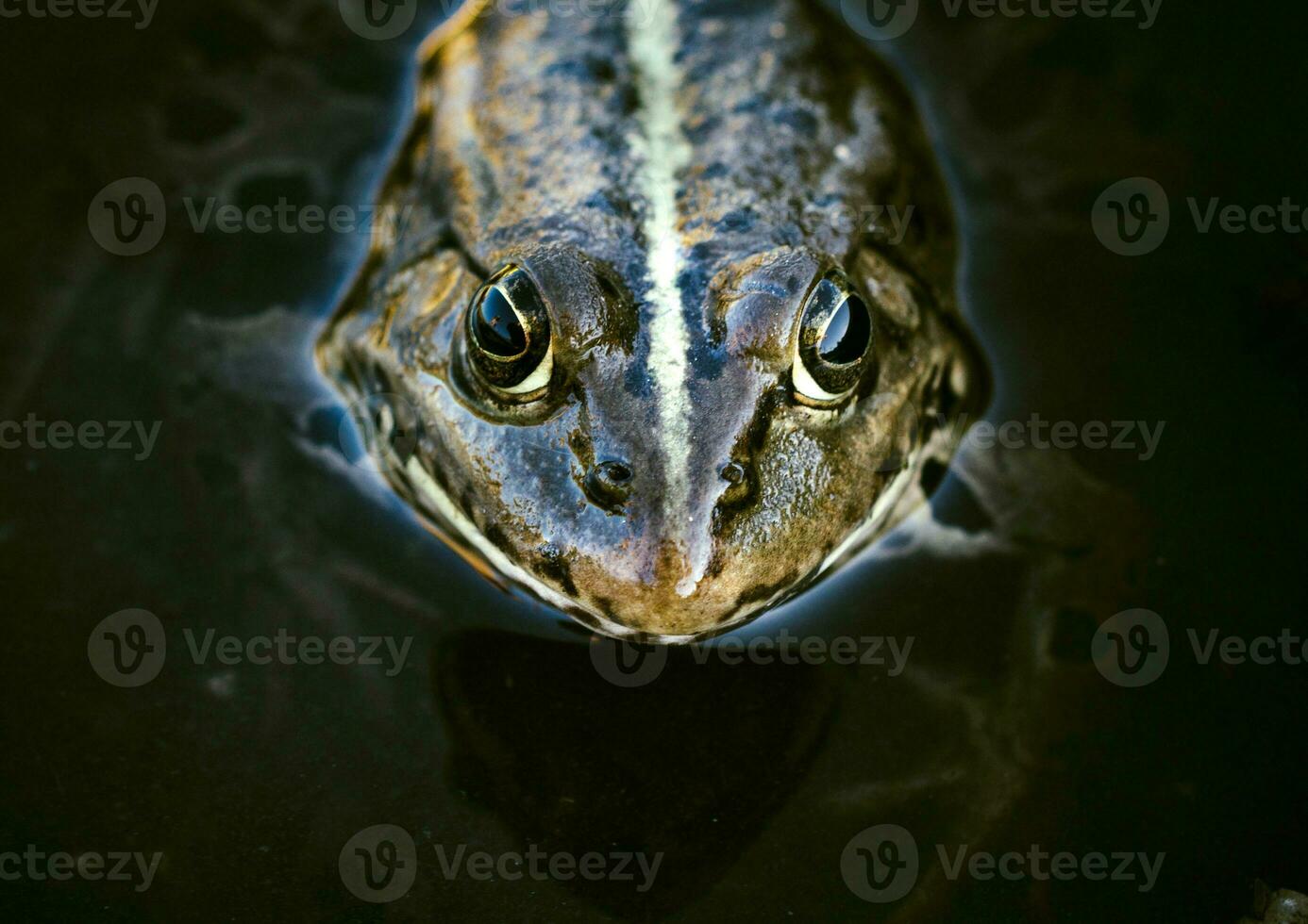 Frosch Kopf schließen oben foto