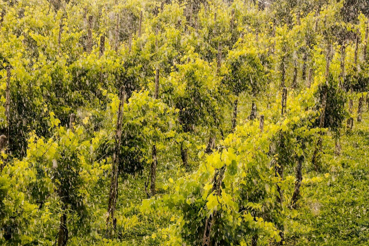 ein Weinberg Landschaft foto