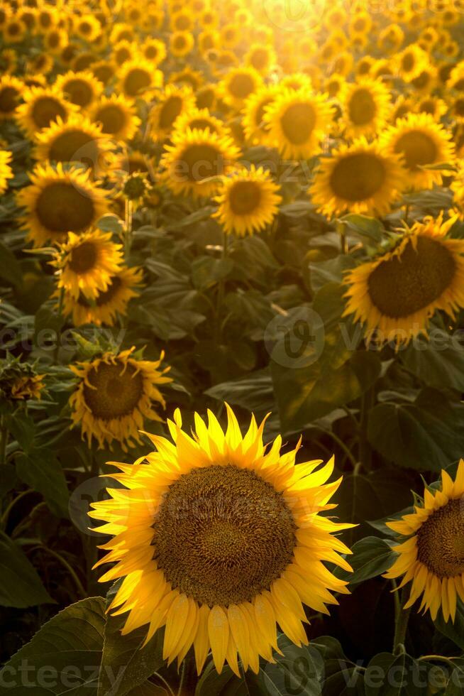 Sonnenblumen auf das Feld foto