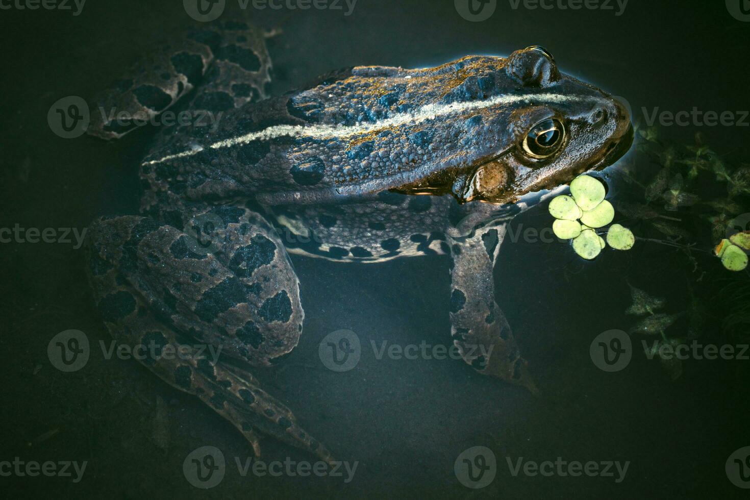 Frosch Körper im das Wasser foto