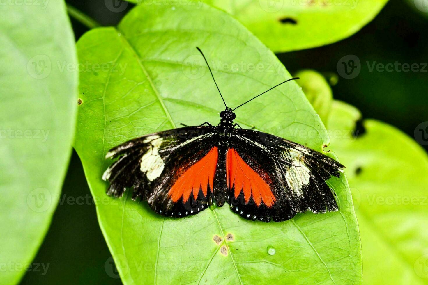 Nahaufnahme eines Schmetterlings foto