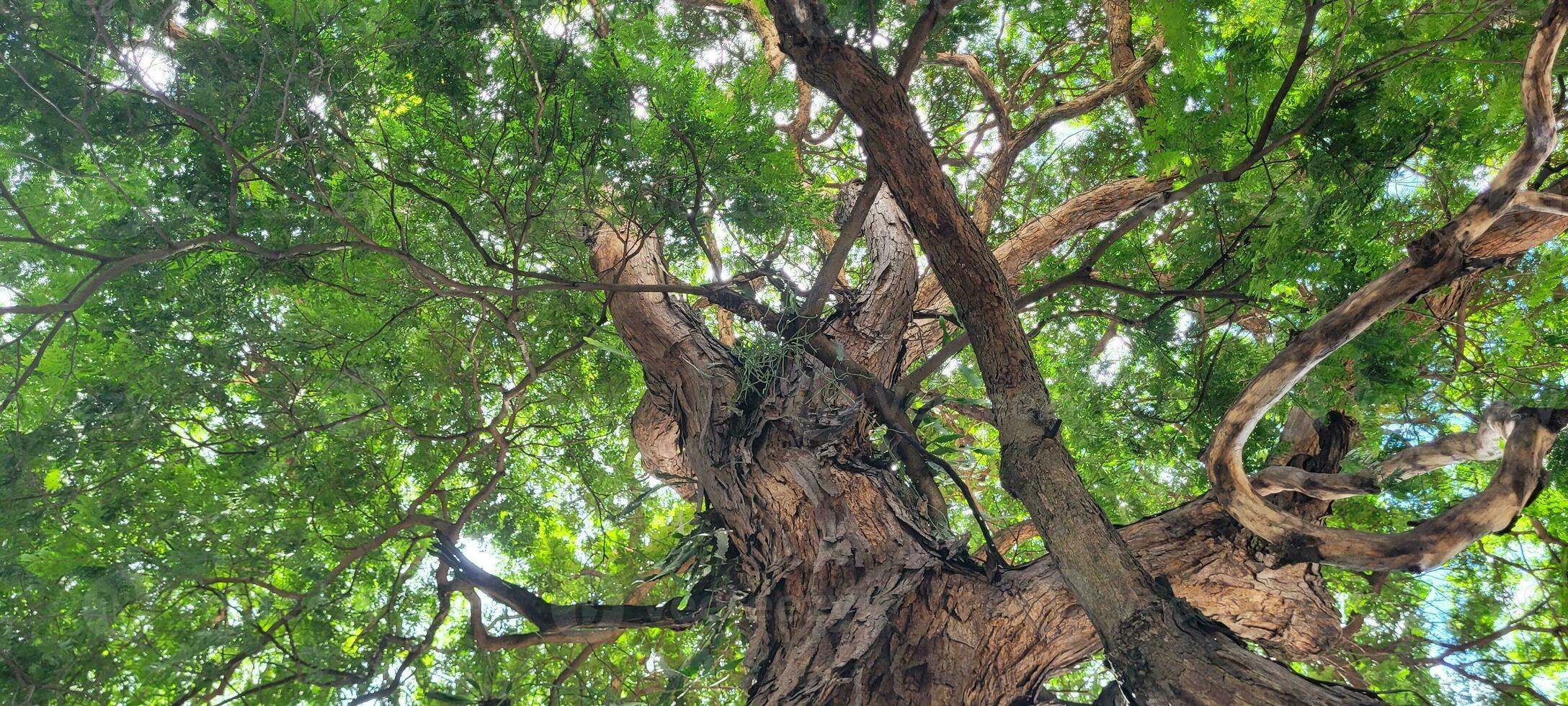 schön Baum Aussicht mit Sonne Strahlen auf sonnig Tag im Wald foto