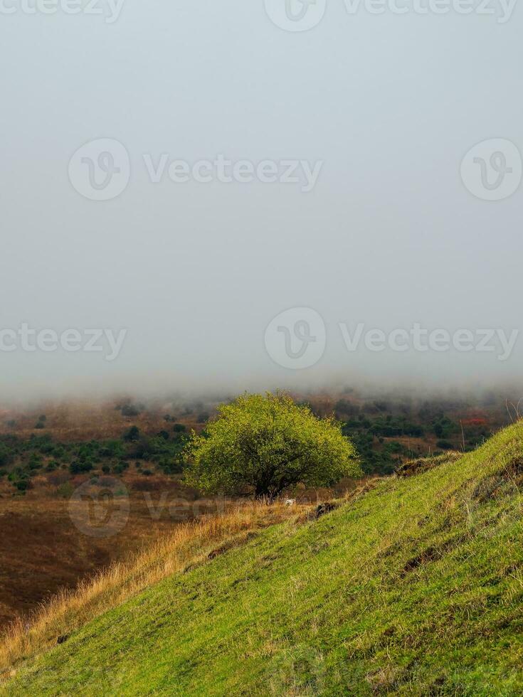 niedrig Wolken im das Berge. Vertikale Sicht. einsam Grün Baum auf ein steil Berg Neigung. foto